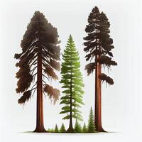 molte di California sequoie nel davanti di un' bianca sfondo - ai generato Immagine foto