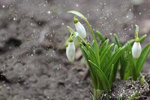 gruppo di bucaneve fiori e caduta neve foto