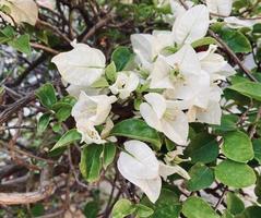 bouganville, bouganville fiore, carta fiore , è un' bellissimo guardare estate fiore.it è un ornamentale pianta nativo per tropicale regioni.fa voi sentire rinfrescato. bouganville glabra esigente foto