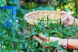 tailandese persone raccogliere chili peperoni quello siamo piantato nel il giardino dietro a il Casa per cucinare. nel il concetto di cucina giardino la verdura, sufficienza economia, condimenti, erbe aromatiche foto