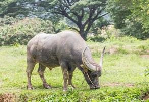 bufalo pascolo nel un' campo foto