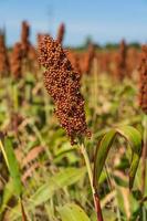 sorgo o miglio agente cielo blu foto