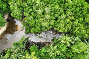 fuco tiro di fiume e lussureggiante vegetazione, mahe Seychelles foto