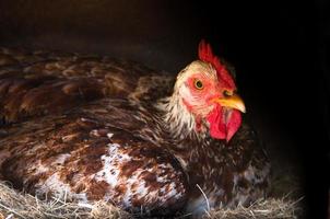 covata gallina meditabondo nel il nido di il azienda agricola foto