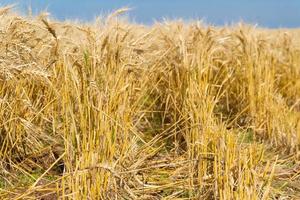 d'oro Grano di il sole nel il campo foto