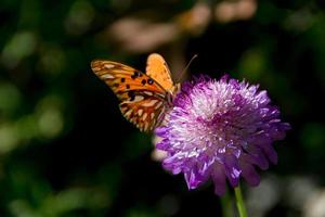 bellissimo monarca farfalla svolazzanti al di sopra di lilla fiori e cardi foto