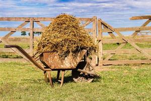 vecchio carriola caricato con erba medica nel il campo di il pampa argentina foto