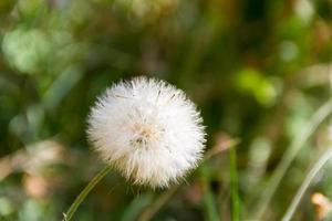 dente di leone erbe aromatiche con sfocato sfondo nel primavera foto