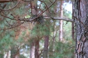 parassita pianta conosciuto come garofano di il aria foto