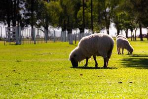 pecora pascolo su il azienda agricola nel estate foto