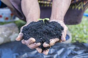 donna di anziano mani mostrare bellissimo poco verde albero impianti o giovane impianti preparazione per piantare nel abbondanza suolo per agricoltura. selettivo messa a fuoco su nero suolo. cura di ambiente. foto