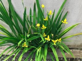 trimezia fiore o trimezia martinicensis a partire dal iridaceae famiglia. S foto