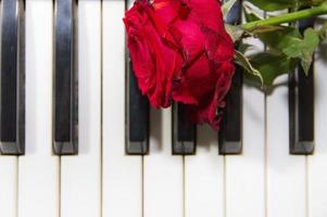 sfondo di pianoforte chiavi con un' rosso rosa foto
