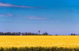 lontano mulino nel il campo paesaggio piantato con Grano foto