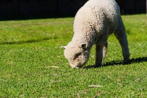 ritratto di agnello pascolo nel il campo foto