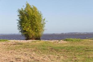 estate paesaggio su il banche di il fiume nel il città di federazione Provincia di entre rios argentina foto