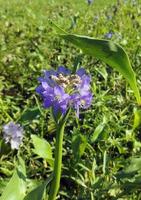 un' verde foglia è Il prossimo per un' viola fiore con verde sfondo vicino su fotografia foto