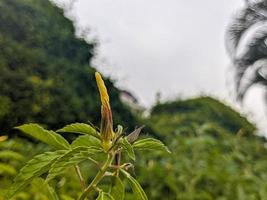 un' turnera ulmifoglia fiore foto