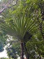 un' vicino su di Pandanus utilis le foglie foto