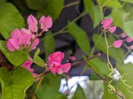 un' vicino su antigonon leptopo fiore foto