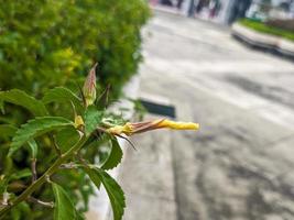 un' turnera ulmifoglia fiore foto