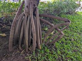 un' vicino su di Pandanus utilis radici foto