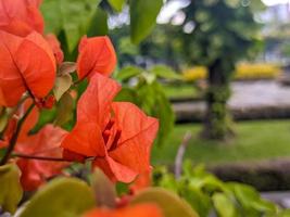 un' vicino su di bouganville glabra fiore foto