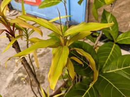 un' vicino su di cordyline fruticosa pianta foto