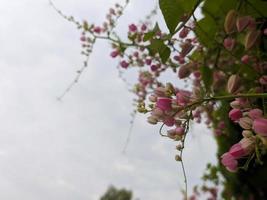 un' vicino su antigonon leptopo fiore foto
