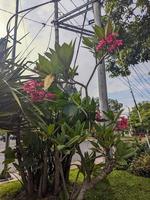 un' vicino su di plumeria rubra foto