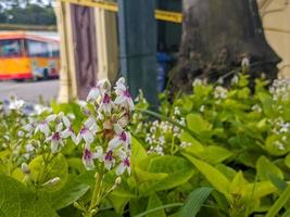 un' vicino su di pseudoranthemum carruthersii foto