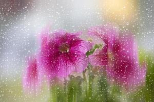 bellissimo petunia fiori sfocato attraverso bicchiere con pioggia gocce. foto