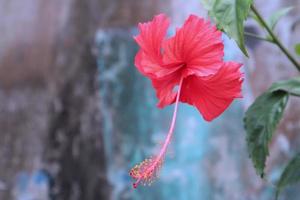 rosso ibisco fiore dettaglio, su un' verde sfondo. nel il tropicale giardino. foto