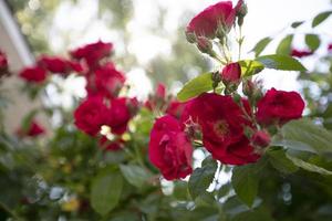 rosso cespuglio rosa con fiori e le foglie. estate floreale sfondo. foto