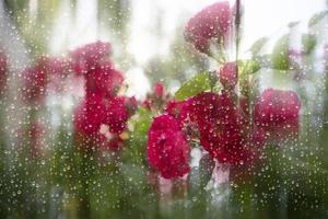 rosso Rose dietro a bicchiere, coperto con gocce di pioggia. foto