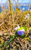 rocce scogliere coperto di vegetazione con natura impianti alberi cespugli fiori cactus. foto