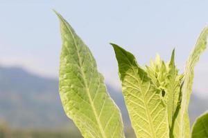 nicotiana tabacum pianta erbacea foto