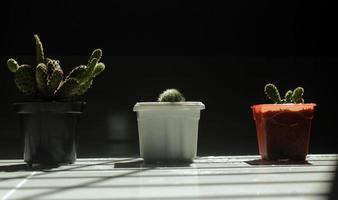 verde cactus nel bianca rosso nero arredamento pentola di moda creativo concep foto