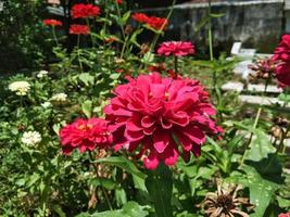 rosso zinnia fiori siamo fioritura durante il giorno nel un' fiore giardino foto