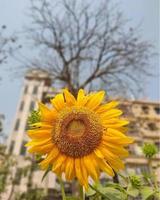 girasole a Alba nel il città foto