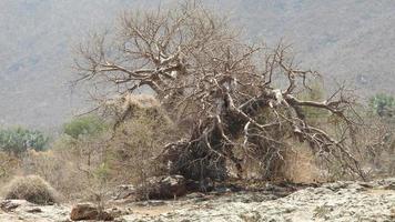 baobab albero durante asciutto stagione foto