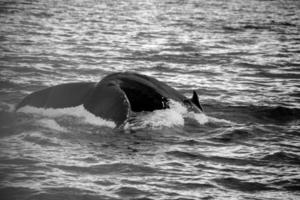 balena coda su di il acqua. Islanda foto