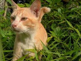 un' gatto nel il cespugli nel il giardino foto