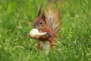 scoiattolo mangiare campo fungo nel verde erba foto