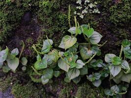 daun siri cina o peperomia pellucida su un vecchio parete. può essere Usato per erbaceo medicinale. foto