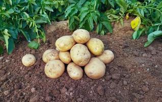 patate su il terra. fresco biologico patate nel il campo, raccolta patate a partire dal suolo foto