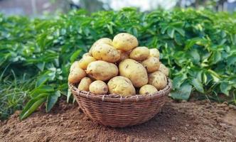 fresco Patata nel il busto. fresco biologico patate nel il campo, raccolta patate a partire dal suolo foto