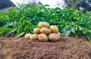 patate su il terra. fresco biologico patate nel il campo foto