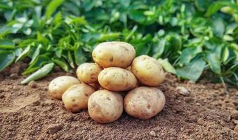 patate su il terra. fresco biologico patate nel il campo foto