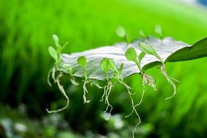 bryophyllum foglia con mini cuffie. alcuni impianti crescere a partire dal il foglia. asessuale riproduzione foto